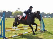 Image 282 in IPSWICH HORSE SOCIETY SPRING SHOW. 22 APRIL 2019