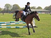 Image 293 in IPSWICH HORSE SOCIETY SPRING SHOW. 22  APRIL 2019