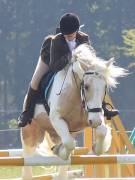 Image 295 in IPSWICH HORSE SOCIETY SPRING SHOW. 22 APRIL 2019