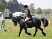 Image 298 in IPSWICH HORSE SOCIETY SPRING SHOW. 22 APRIL 2019