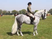 Image 300 in IPSWICH HORSE SOCIETY SPRING SHOW. 22 APRIL 2019