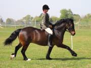 Image 307 in IPSWICH HORSE SOCIETY SPRING SHOW. 22  APRIL 2019