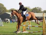 Image 315 in IPSWICH HORSE SOCIETY SPRING SHOW. 22  APRIL 2019