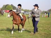 Image 45 in IPSWICH HORSE SOCIETY SPRING SHOW. 22 APRIL 2019