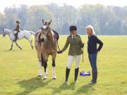 Image 53 in IPSWICH HORSE SOCIETY SPRING SHOW. 22 APRIL 2019