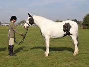 Image 54 in IPSWICH HORSE SOCIETY SPRING SHOW. 22 APRIL 2019