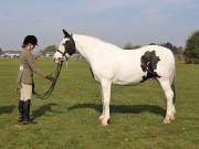 Image 54 in IPSWICH HORSE SOCIETY SPRING SHOW. 22  APRIL 2019