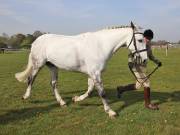 Image 55 in IPSWICH HORSE SOCIETY SPRING SHOW. 22  APRIL 2019