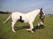 Image 57 in IPSWICH HORSE SOCIETY SPRING SHOW. 22 APRIL 2019