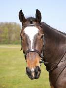 Image 6 in IPSWICH HORSE SOCIETY SPRING SHOW. 22 APRIL 2019