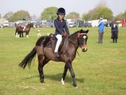 Image 67 in IPSWICH HORSE SOCIETY SPRING SHOW. 22 APRIL 2019