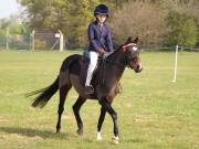 Image 68 in IPSWICH HORSE SOCIETY SPRING SHOW. 22 APRIL 2019