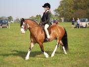 Image 81 in IPSWICH HORSE SOCIETY SPRING SHOW. 22 APRIL 2019