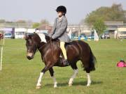 Image 83 in IPSWICH HORSE SOCIETY SPRING SHOW. 22 APRIL 2019