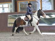 Image 106 in DRESSAGE. WORLD HORSE WELFARE. 4TH MAY 2019