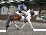 Image 121 in DRESSAGE. WORLD HORSE WELFARE. 4TH MAY 2019