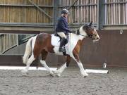 Image 77 in DRESSAGE. WORLD HORSE WELFARE. 4TH MAY 2019
