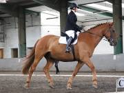 Image 250 in NEWTON HALL EQUITATION. DRESSAGE. 26 MAY 2019.