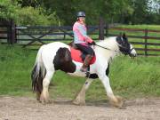 Image 146 in IPSWICH HORSE SOCIETY. SPRING CHARITY RIDE. WINSTON.