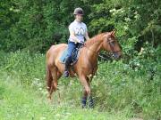 Image 157 in IPSWICH HORSE SOCIETY. SPRING CHARITY RIDE. WINSTON.