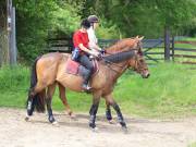 Image 160 in IPSWICH HORSE SOCIETY. SPRING CHARITY RIDE. WINSTON.