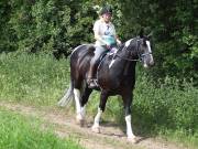 Image 182 in IPSWICH HORSE SOCIETY. SPRING CHARITY RIDE. WINSTON.