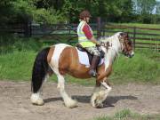 Image 20 in IPSWICH HORSE SOCIETY. SPRING CHARITY RIDE. WINSTON.