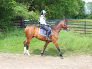 Image 57 in IPSWICH HORSE SOCIETY. SPRING CHARITY RIDE. WINSTON.