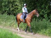 Image 63 in IPSWICH HORSE SOCIETY. SPRING CHARITY RIDE. WINSTON.