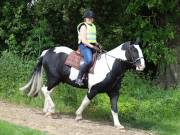 Image 71 in IPSWICH HORSE SOCIETY. SPRING CHARITY RIDE. WINSTON.