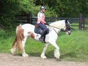 Image 76 in IPSWICH HORSE SOCIETY. SPRING CHARITY RIDE. WINSTON.