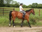 Image 77 in IPSWICH HORSE SOCIETY. SPRING CHARITY RIDE. WINSTON.