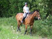 Image 78 in IPSWICH HORSE SOCIETY. SPRING CHARITY RIDE. WINSTON.