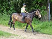 Image 83 in IPSWICH HORSE SOCIETY. SPRING CHARITY RIDE. WINSTON.