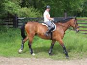 Image 84 in IPSWICH HORSE SOCIETY. SPRING CHARITY RIDE. WINSTON.