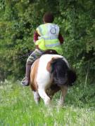 Image 92 in IPSWICH HORSE SOCIETY. SPRING CHARITY RIDE. WINSTON.