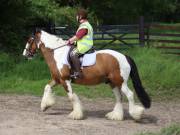 Image 99 in IPSWICH HORSE SOCIETY. SPRING CHARITY RIDE. WINSTON.