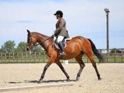 Image 13 in BROADLAND EQUESTRIAN CENTRE. DRESSAGE. JUNE 2019.