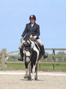 Image 167 in BROADLAND EQUESTRIAN CENTRE. DRESSAGE. JUNE 2019.