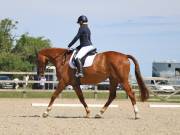 Image 30 in BROADLAND EQUESTRIAN CENTRE. DRESSAGE. JUNE 2019.