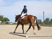 Image 35 in BROADLAND EQUESTRIAN CENTRE. DRESSAGE. JUNE 2019.