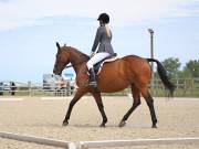 Image 4 in BROADLAND EQUESTRIAN CENTRE. DRESSAGE. JUNE 2019.