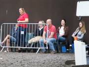 Image 15 in WORLD HORSE WELFARE. CLEAR ROUND SHOW JUMPING WITH ALI PEARSON. 22 JUNE 2019