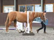 Image 5 in WORLD HORSE WELFARE. CLEAR ROUND SHOW JUMPING WITH ALI PEARSON. 13 JULY 2019
