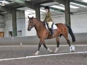 Image 100 in DRESSAGE AT NEWTON HALL EQUITATION. 1 SEPT. 2019