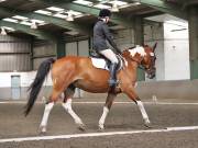 Image 11 in DRESSAGE AT NEWTON HALL EQUITATION. 1 SEPT. 2019