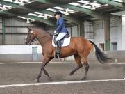 Image 35 in DRESSAGE AT NEWTON HALL EQUITATION. 1 SEPT. 2019