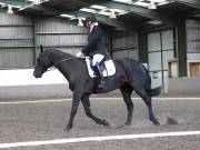 Image 38 in DRESSAGE AT NEWTON HALL EQUITATION. 1 SEPT. 2019