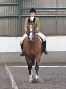 Image 94 in DRESSAGE AT NEWTON HALL EQUITATION. 1 SEPT. 2019