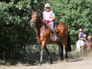 Image 103 in ANGLIAN DISTANCE RIDERS. LITTLE LODGE. 15TH SEPTEMBER 2019